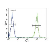 Lactotransferrin (LTF) Antibody