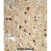 Neuralized E3 Ubiquitin Protein Ligase 1 (NEURL) Antibody