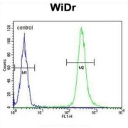 Annexin A7 (ANXA7) Antibody