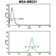 Ski2 Like RNA Helicase 2 (SKIV2L2) Antibody