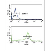 DExD-Box Helixase 39B (DDX39B) Antibody