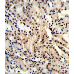 DExD-Box Helixase 39B (DDX39B) Antibody