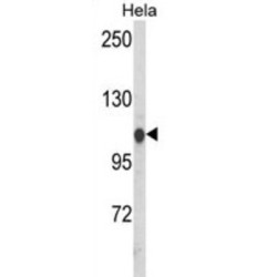 Heat Shock 70 kDa Protein 4L (HSPA4L) Antibody