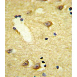 Dopamine Receptor D4 (DRD4) Antibody