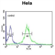 Importin 11 (IPO11) Antibody