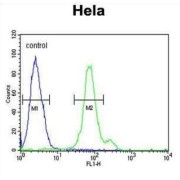 CTP Synthase 2 (CTPS2) Antibody