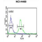 Integrin Beta-Like Protein 1 (ITGBL1) Antibody