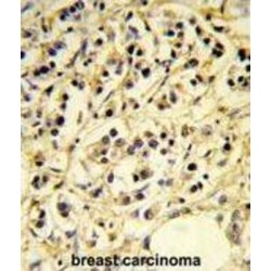 Cluster of Differentiation 24 (CD24) Antibody