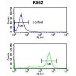 Interleukin 1 Receptor Accessory Protein Like Protein 2 (IL1RAPL2) Antibody