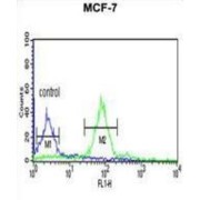 Histone Cluster 1, H2ah (HIST1H2AH) Antibody