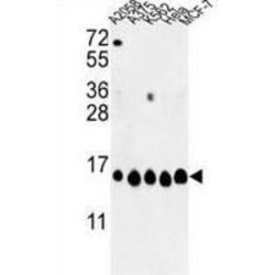 Histone Cluster 1, H2ah (HIST1H2AH) Antibody