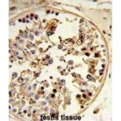 Tether Containing UBX Domain for GLUT4 / TUG (ASPSCR1) Antibody
