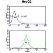 Ubiquitin-Associated Protein 1 (UBAP1) Antibody