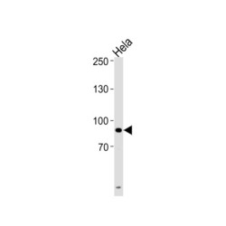 Ubiquitin Like With PHD And Ring Finger Domains 1 (UHRF1) Antibody