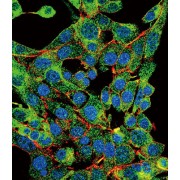 Proteasome Subunit Beta Type 1 (PSMB1) Antibody