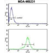 X-Linked Retinitis Pigmentosa GTPase Regulator-Interacting Protein 1 (RPGRIP1) Antibody