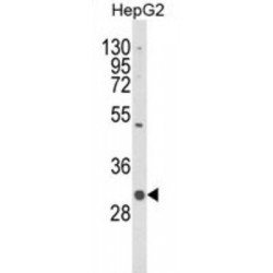 C1q And TNF Related 6 (C1QTNF6) Antibody