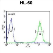 Beta-1,4-Galactosyltransferase 1 (B4GALT1) Antibody