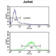 Complement Component 1q Subcomponent B (C1qB) Antibody