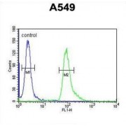 Abhydrolase Domain Containing 12 (ABHD12) Antibody