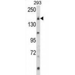 Protein Unc-13 Homolog B (UNC13B) Antibody
