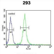 Forkhead Box Protein C1 (FOXC1) Antibody