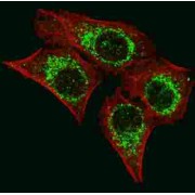 Apoptosis Inducing Factor 1, Mitochondrial (AIFM1) Antibody