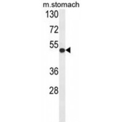 Fermitin Family Homolog 1 (FERMT1) Antibody