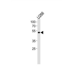 ETS Translocation Variant 6 (ETV6) Antibody