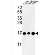 Histone H3.1t (HIST3H3) Antibody