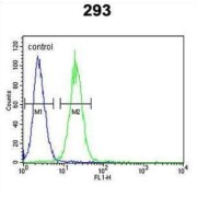 Potassium Voltage-Gated Channel Subfamily Q Member 1 (KCNQ1) Antibody