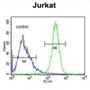 Protein Angel Homolog 1 (ANGEL1) Antibody