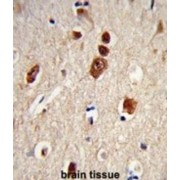 ELAV (Embryonic Lethal, Abnormal Vision, Drosophila)-Like 1 (Hu Antigen R) (ELAVL1) Antibody
