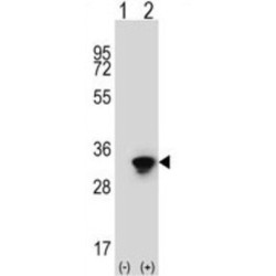 ELAV (Embryonic Lethal, Abnormal Vision, Drosophila)-Like 1 (Hu Antigen R) (ELAVL1) Antibody
