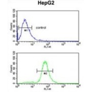 Glutathione S Transferase Alpha 4 (GSTA4) Antibody