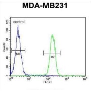 Arginase 1 (ARG1) Antibody