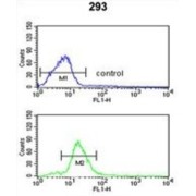 Peroxisomal Membrane Protein 11A (PEX11A) Antibody