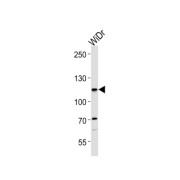 abx034203