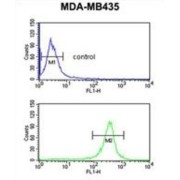 Exostoses (Multiple)-Like 3 (EXTL3) Antibody