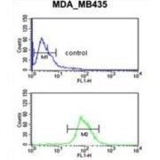 Neuropilin 1 (NRP1) Antibody