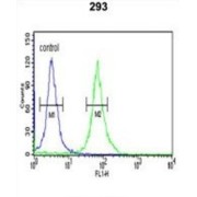 Pyruvate Kinase PKM (PKM) Antibody