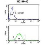 EGF Containing Fibulin Extracellular Matrix Protein 1 (EFEMP1) Antibody