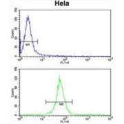 Kinesin Family Member 11 (KIF11) Antibody