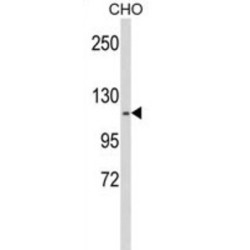 Kinesin Family Member 11 (KIF11) Antibody