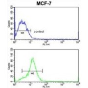 High Mobility Group Protein HMG-I/HMG-Y (HMGA1) Antibody