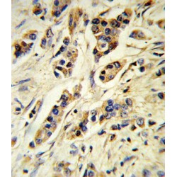 Interleukin 10 (IL10) Antibody