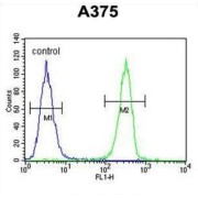 Homeobox Protein Hox-A9 (HOXA9) Antibody