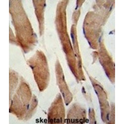 CASP8 And FADD Like Apoptosis Regulator (CFLAR) Antibody