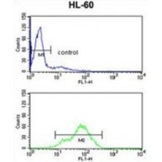 Bromo Adjacent Homology Domain-Containing 1 Protein (BAHD1) Antibody