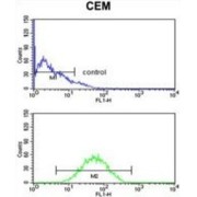 Beta-Ala-His Dipeptidase (CNDP1) Antibody